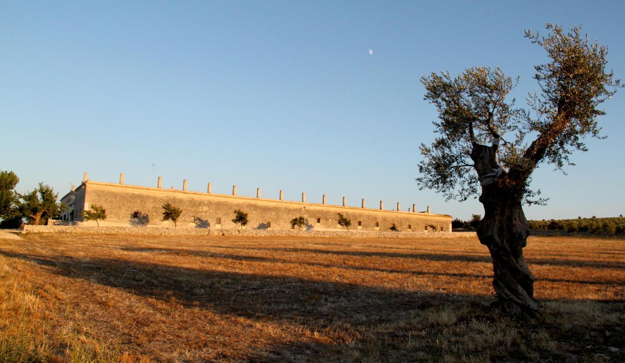 Lama Di Luna Biomasseria Montegrosso Eksteriør bilde